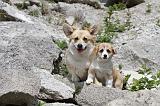 CORGI PEMBROKE 487